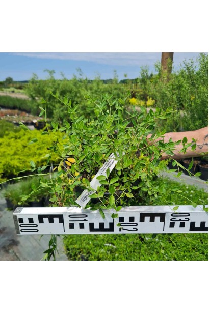 Барвінок малий Альба - 3л/вис.0-5см/Ø40-50см